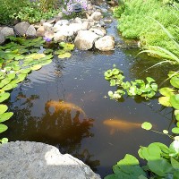 ann marshal & rob smith's pond (tonawanda ny)
