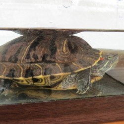 Red Eared slider turtle